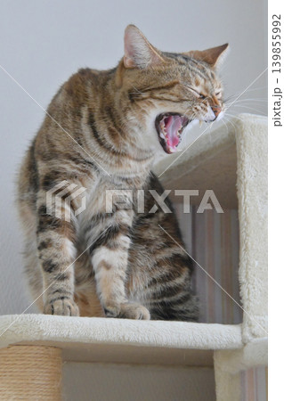 キャットタワーの猫アメリカンショートヘアブラウンパッチドタビー キャットタワーの猫アメリカンショートヘアブラウンパッチドタビー 139855992