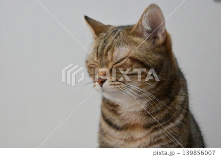 好奇心を宿す猫、アメリカンショートヘアの美しい毛並みと視線 好奇心を宿す猫、アメリカンショートヘアの美しい毛並みと視線 139856007