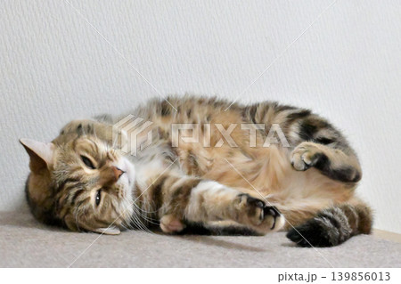 昼寝する猫のリラックスした表情 昼寝する猫のリラックスした表情 139856013