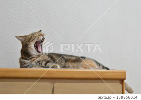 昼寝する猫のリラックスした表情 昼寝する猫のリラックスした表情 139856014