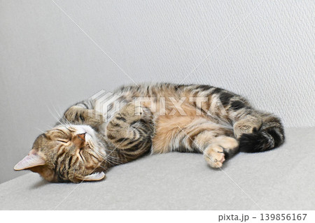 昼寝する猫のリラックスした表情 昼寝する猫のリラックスした表情 139856167
