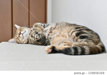 昼寝する猫のリラックスした表情 昼寝する猫のリラックスした表情 139856169