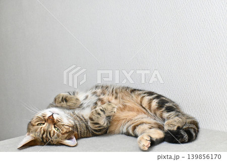 昼寝する猫のリラックスした表情 昼寝する猫のリラックスした表情 139856170