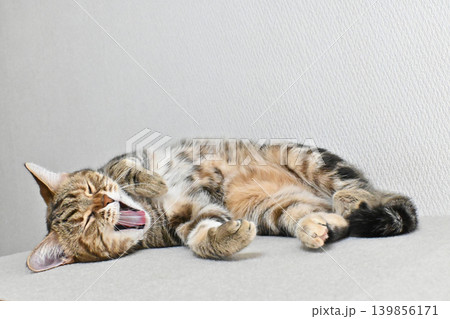 昼寝する猫のリラックスした表情 昼寝する猫のリラックスした表情 139856171
