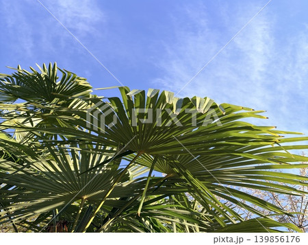 a palm trunk to vibrant green fronds with bright sunlight filtering through against a clear blue sky. Creating warm tropical lens flare and texture a palm trunk to vibrant green fronds with bright sunlight filtering through against a clear blue sky. Creating warm tropical lens flare and texture 139856176