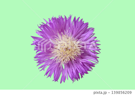 Pink flower Cornflower bleached 139856209