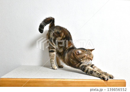 伸びをする猫のポーズ　アメリカンショートヘア　ブラウンパッチドタビー 139856552