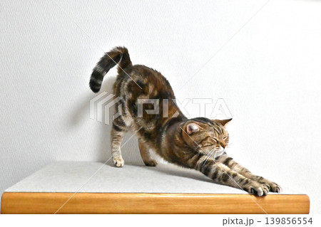 伸びをする猫のポーズ　アメリカンショートヘア　ブラウンパッチドタビー 139856554