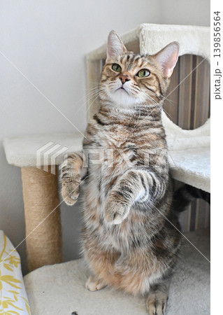 キャットタワーで伸びをする猫のポーズ アメリカンショートヘア ブラウンパッチドタビー キャットタワーで伸びをする猫のポーズ アメリカンショートヘア ブラウンパッチドタビー 139856564