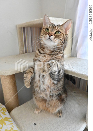 立ち上がるかわいい猫 立ち上がるかわいい猫 139856566