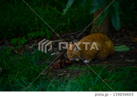 A wild cat in forest, in the rural. Animal and city concept. Cityscape and animal or pet scene. A wild cat in forest, in the rural. Animal and city concept. Cityscape and animal or pet scene. 139856603