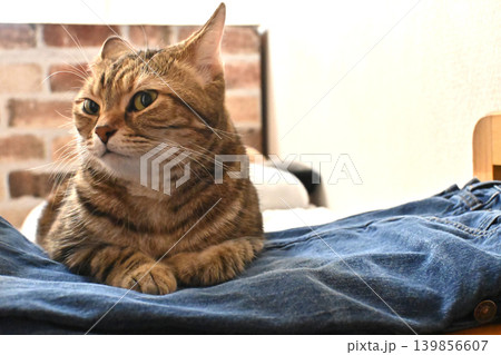 デニムと猫ーアメリカンショートヘアブラウンパッチドタビー デニムと猫ーアメリカンショートヘアブラウンパッチドタビー 139856607