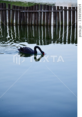 Close-up of black swan in the public park. Black swan in the lake, river. Beautiful nature scene and wild animals scene. Animals concept. Close-up of black swan in the public park. Black swan in the lake, river. Beautiful nature scene and wild animals scene. Animals concept. 139856654