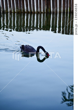 Close-up of black swan in the public park. Black swan in the lake, river. Beautiful nature scene and wild animals scene. Animals concept. 139856658