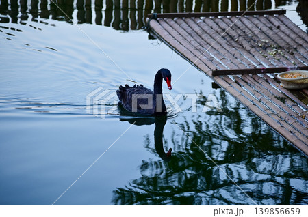 Close-up of black swan in the public park. Black swan in the lake, river. Beautiful nature scene and wild animals scene. Animals concept. 139856659