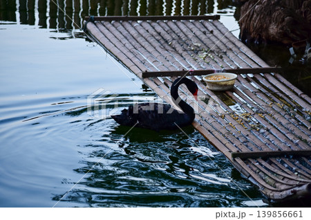 Close-up of black swan in the public park. Black swan in the lake, river. Beautiful nature scene and wild animals scene. Animals concept. Close-up of black swan in the public park. Black swan in the lake, river. Beautiful nature scene and wild animals scene. Animals concept. 139856661