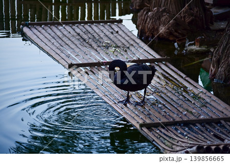 Close-up of black swan in the public park. Black swan in the lake, river. Beautiful nature scene and wild animals scene. Animals concept. Close-up of black swan in the public park. Black swan in the lake, river. Beautiful nature scene and wild animals scene. Animals concept. 139856665