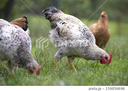 Chicken grazing on green grass. Raising organic poultry on home backyard Chicken grazing on green grass. Raising organic poultry on home backyard 139856696
