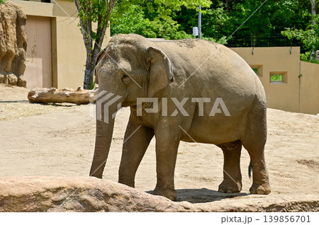 Asian elephant in zoo. Close-up of the Elephant. Nature scene and animals scene. Animals concept. Asian elephant in zoo. Close-up of the Elephant. Nature scene and animals scene. Animals concept. 139856701