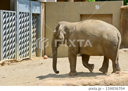 Asian elephant in zoo. Close-up of the Elephant. Nature scene and animals scene. Animals concept. 139856704