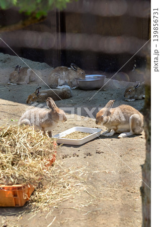 Close up of rabbits having a meal on the ground with sunlight inside a wooden fenced enclosure at a petting zoo or small animal farm. Nature and animal concept. 139856731
