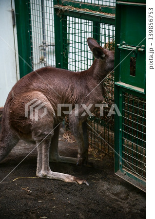 Kangaroo in the zoo, animals in captivity. Nature and animal concept. Kangaroo in the zoo, animals in captivity. Nature and animal concept. 139856753
