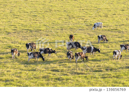 Milk cows grazing on green farm pasture. Feeding of cattle on farmland grassland Milk cows grazing on green farm pasture. Feeding of cattle on farmland grassland 139856769