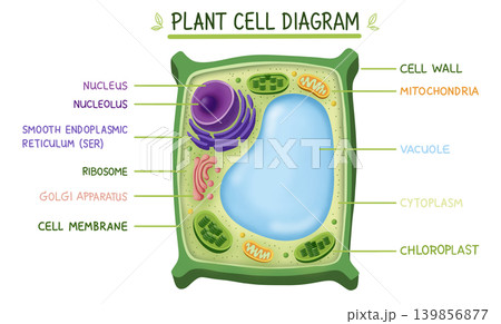 Educational plant cell diagram showing internal organelles, cell wall, nucleus, chloroplast, vacuole, and mitochondria. Colorful illustration for biology science learning material 139856877