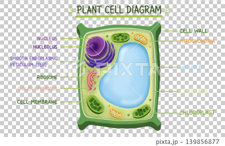 Educational plant cell diagram showing internal organelles, cell wall, nucleus, chloroplast, vacuole, and mitochondria. Colorful illustration for biology science learning material 139856877