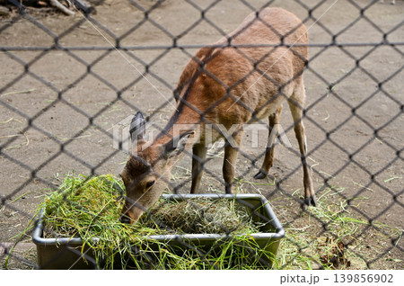 Close-up of the deer in the field in the zoo. Animals in captivity. Nature and animal concept. 139856902