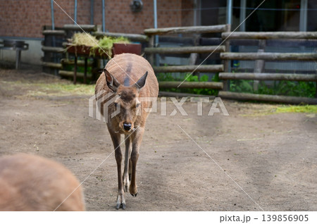Close-up of the deer in the field in the zoo. Animals in captivity. Nature and animal concept. 139856905