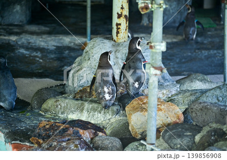 Penguin in the zoo, at a public park. Animals in captivity. Nature and animal concept. Penguin in the zoo, at a public park. Animals in captivity. Nature and animal concept. 139856908