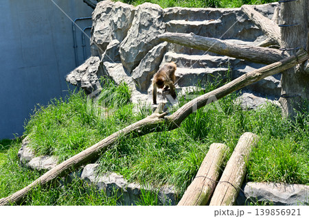 Close-up of the Japanese Macaque under the sun in the zoo, at a public park. Japanese Monkey in the zoo outdoors. Animals in captivity. Nature and animal concept. Close-up of the Japanese Macaque under the sun in the zoo, at a public park. Japanese Monkey in the zoo outdoors. Animals in captivity. Nature and animal concept. 139856921