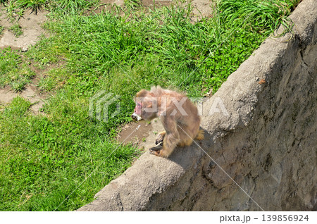 Close-up of the Japanese Macaque under the sun in the zoo, at a public park. Japanese Monkey in the zoo outdoors. Animals in captivity. Nature and animal concept. 139856924