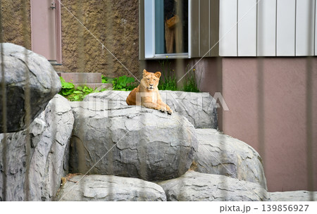 Close-up of the lion resting in the zoo, inside a fenced enclosure at a zoo. Animals in captivity. Nature and animal concept. 139856927