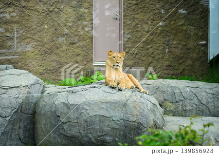 Close-up of the lion resting in the zoo, inside a fenced enclosure at a zoo. Animals in captivity. Nature and animal concept. 139856928