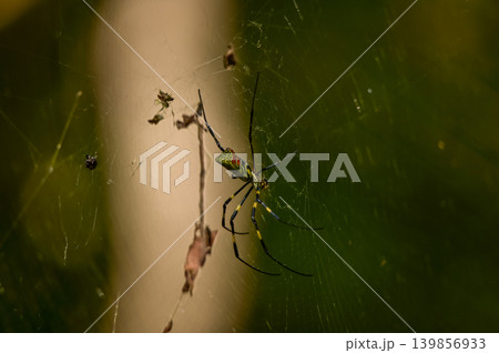 Cloes-up of spider on its web in the forest. Spider on its web in the rural, outdoors in the park. Wild animal and nature concept. Cloes-up of spider on its web in the forest. Spider on its web in the rural, outdoors in the park. Wild animal and nature concept. 139856933