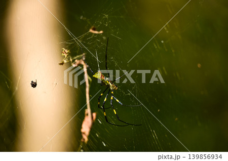Cloes-up of spider on its web in the forest. Spider on its web in the rural, outdoors in the park. Wild animal and nature concept. Cloes-up of spider on its web in the forest. Spider on its web in the rural, outdoors in the park. Wild animal and nature concept. 139856934