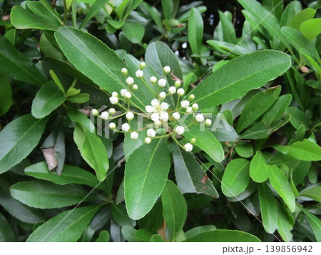 小さい白い花はピラカンサの花 小さい白い花はピラカンサの花 139856942