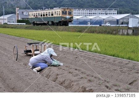 紀州鉄道沿線で農作業をする老婦人 和歌山県御坊市 紀州鉄道沿線で農作業をする老婦人 和歌山県御坊市 139857105
