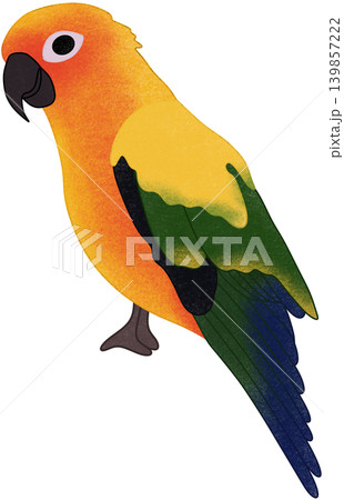 parrot bird illustration 139857222