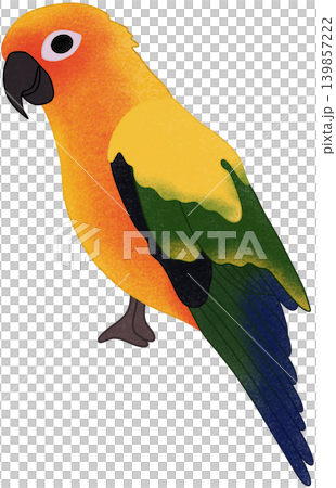 parrot bird illustration 139857222