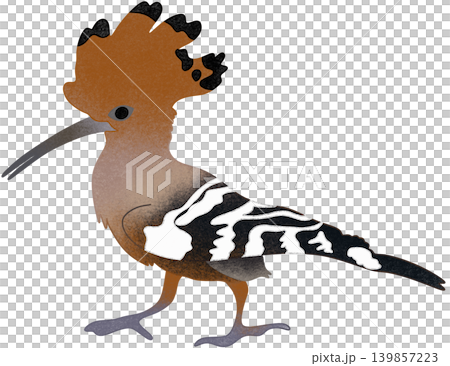 woodpecker bird illustration woodpecker bird illustration 139857223