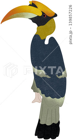 hornbill bird illustration hornbill bird illustration 139857226