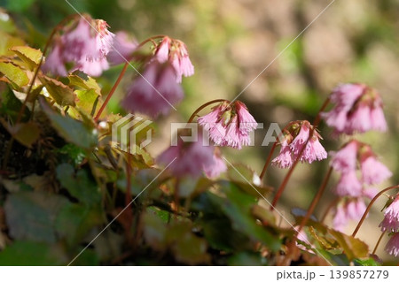 淡いピンクのイワカガミが可憐に咲く山地の花の風景 淡いピンクのイワカガミが可憐に咲く山地の花の風景 139857279