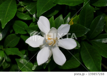 白いクチナシの花 白いクチナシの花 139857288