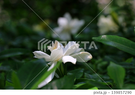 白いくちなしの花 白いくちなしの花 139857290