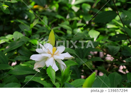 白いクチナシの花 白いクチナシの花 139857294