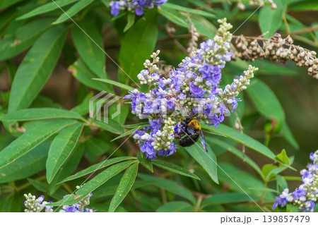 セイヨウニンジンボクの紫の花で蜜を吸うクマバチのクローズアップ 139857479