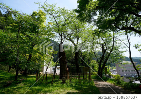 岐阜県郡上市_愛宕公園9_2025年5月 139857637